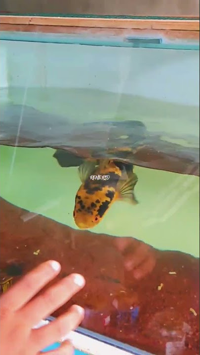 channa yellow sentarum progres outdoor #shorts #channamaru #snakehead #channaauranti #fish