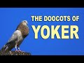 The doocots of yoker