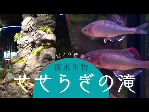 九州 水の森」オープン 絶滅危惧種のセボシタビラも展示～マリン