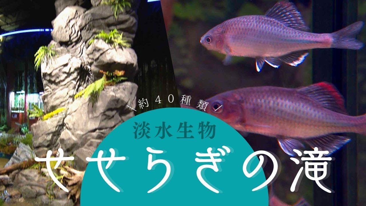 九州 水の森」オープン 絶滅危惧種のセボシタビラも展示～マリン