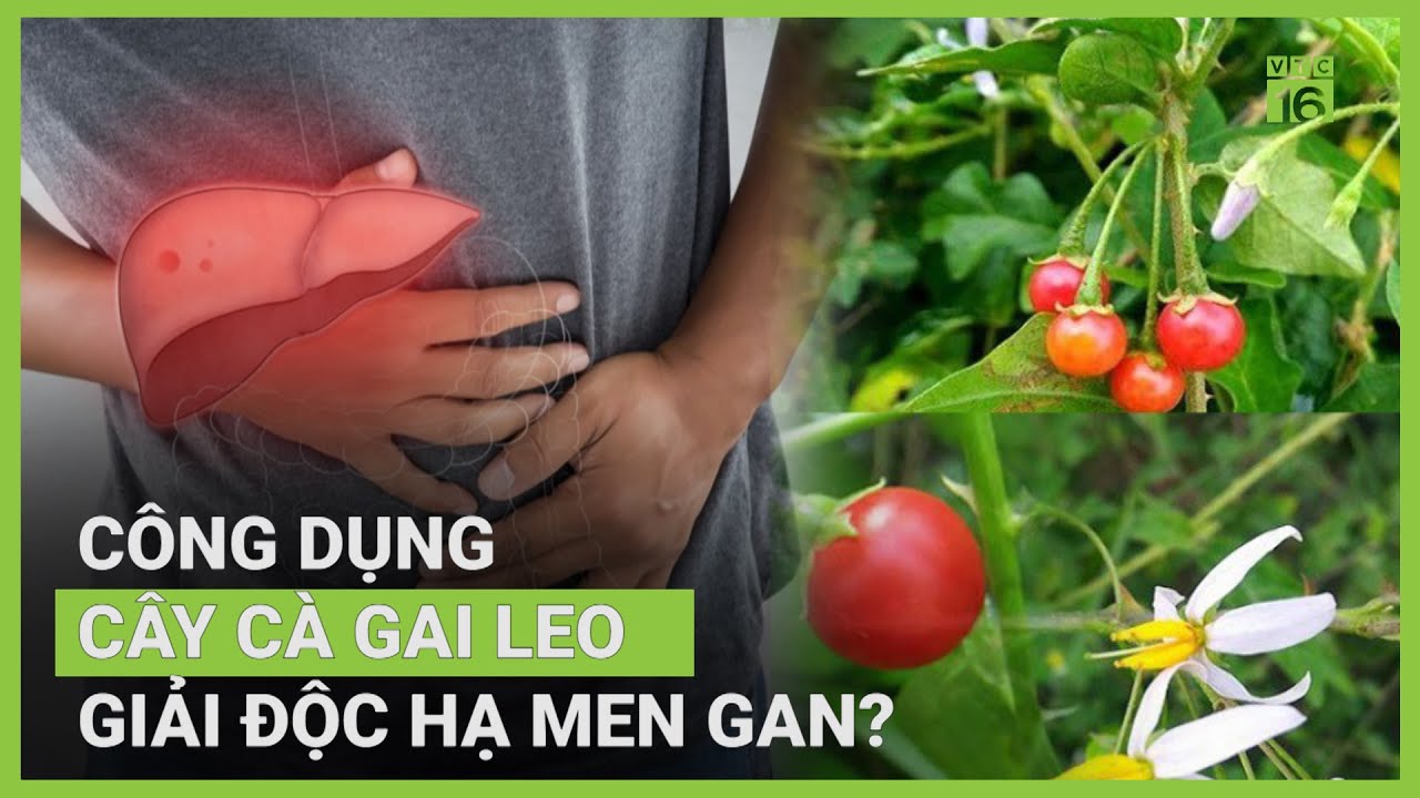 Công dụng chữa bệnh của cà gai leo là gì Công dụng chữa bệnh của cà gai leo là gì