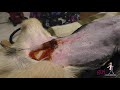 Vetgirl veterinary ce how to surgical prepare the abdomen in a dog or cat