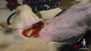 VETgirl Veterinary CE Video: How to Surgical Prepare the Abdomen in a Dog or Cat by VETgirl 46,427 views 4 years ago 2 minutes, 53 seconds