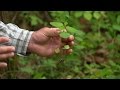 Wild Edible and Medicinal Plants in Kentucky