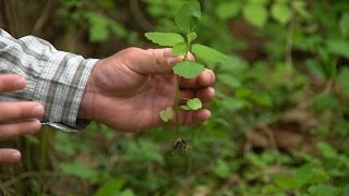 Wild Edible and Medicinal Plants in Kentucky