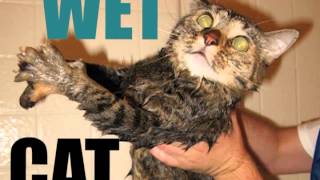 Wet Cat: The Song by Animal Songs 15,339 views 10 years ago 49 seconds