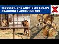 15 Big Cats Begin New Life After Rescue From Abandoned Argentina Zoo | NewsX World