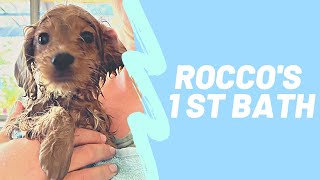 Puppy's 1st Bath  Relaxing ASMR