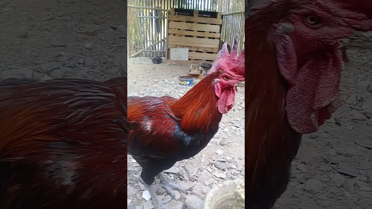 Ciri ciri Ayam  pelung  asli  YouTube