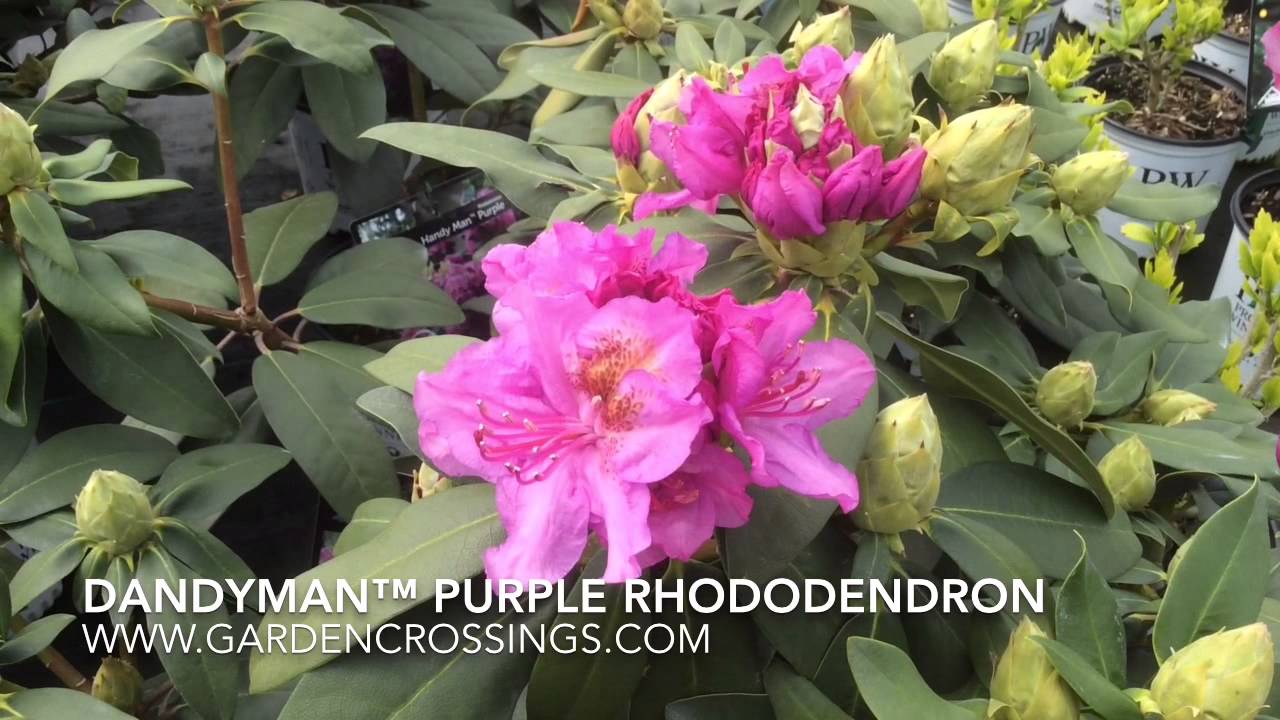 Dandyman™ Purple Rhododendron