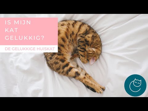 Video: Hoe Maak Je Een Kat Wakker?