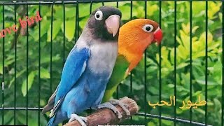 Love birds _ Les inséparables ? طيور الحب ..?