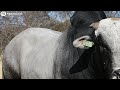 Coco Boran Presents Lot 57 Coco Zoro YF 18 20 At The 2022 Boran National Auction 