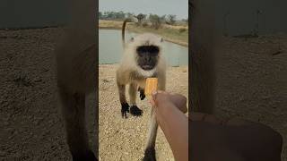 हनुमान जी  ❤️🐒#bandar #monkey #monkeylove #hanuman #viral #funny #youtubeshorts