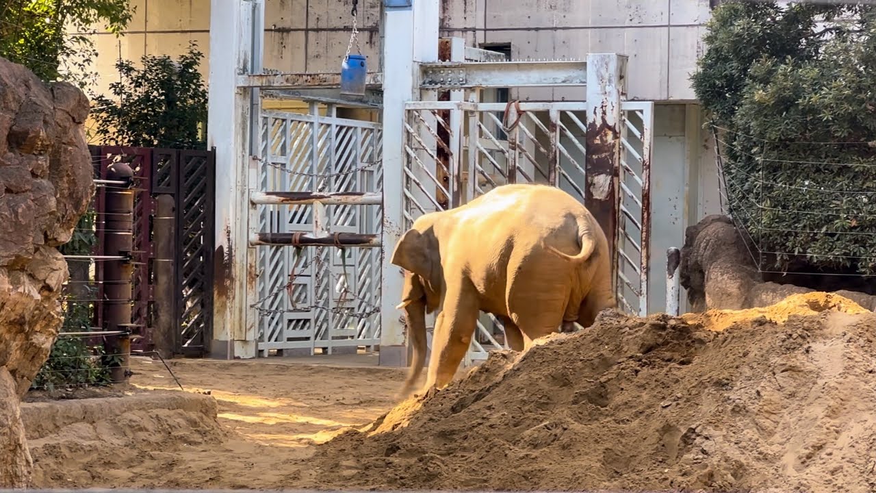飼育員さんが来たら駆け足で砂山を降りて行ったアルンくん🐘　3月1日 上野動物園　アジアゾウ