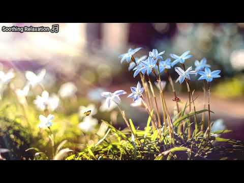 🔴Best Turkish Music Ever with Bağlama (saz) 🎵, Emotional, Traditional Music for Relaxation, Soothing