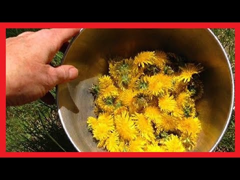 Video: Flori și Ierburi Comestibile: Feluri De Păpădie