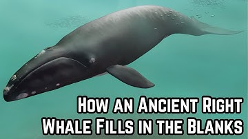 How an Ancient Right Whale Fills in the Blanks