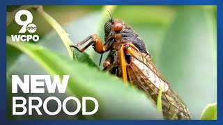 Trillions of cicadas will emerge in 2024