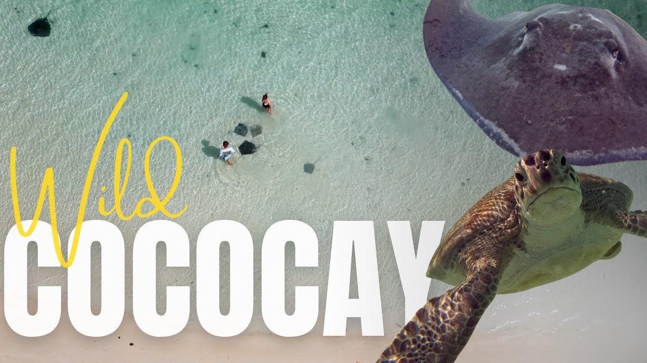 Up Close with Stingrays & Sea Turtles at CocoCay! 🐢 Our Most