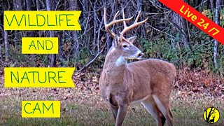 Live Deer, Bird \& Wildlife Cam