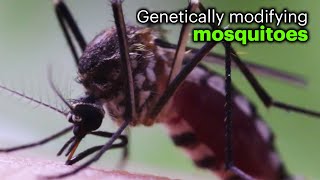 Could GM Mosquitoes Reduce Disease?
