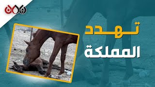 طيران التحالف يترك الحوثيين حول مأرب ويستهدف إسطبل خيول في صنعاء