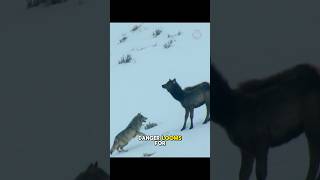 The wolf's skill in hunting its prey..