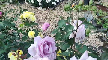 РОЗА 