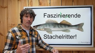 Das MUSST Du über den ZANDER wissen!!