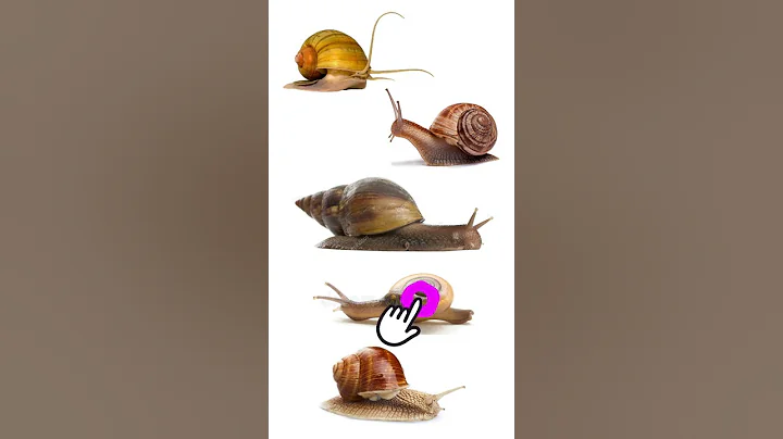 Best Pet Snails | Best Pet Snail Species #Snails #PetSnails - DayDayNews