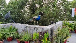 Peacock SlowMo | Slow Motion Walk | Nature | Kabootar Jaa