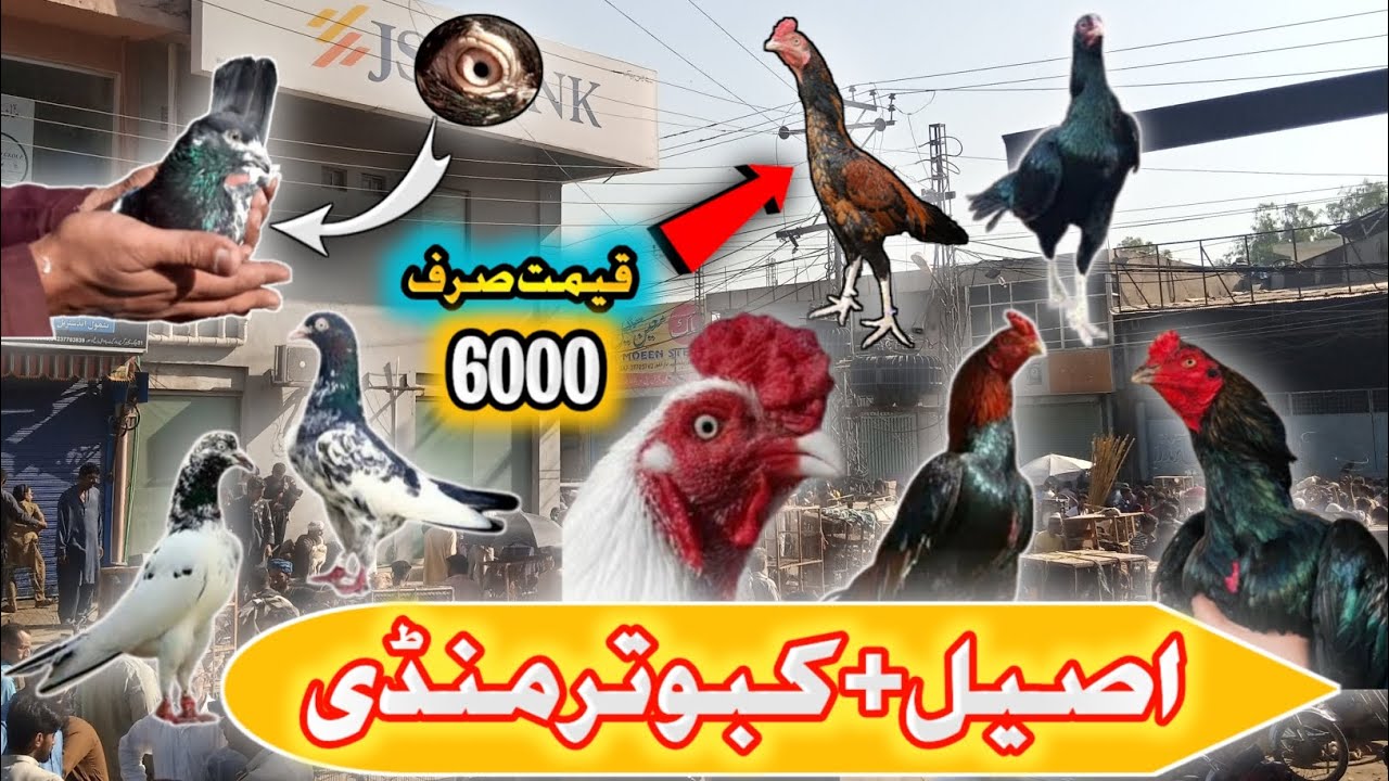 Lari Adda Lahore Aseel+Kabootar Mandi|Aseel Murg Mandi Lahore|Sunday Birds Market Lahore