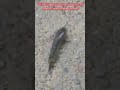 🐟 This Fish Walks on Land 😱