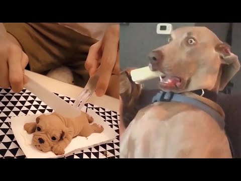 😂Köpeklere Pasta Köpeği  Öldürme Şakası 🤣- 2021 Komik Köpek Tepkileri Derlemesi - Patiler Alemi