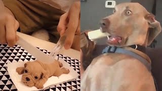 😂Köpeklere Pasta Köpeği  Öldürme Şakası 🤣- 2021 Komik Köpek Tepkileri Derlemesi - Patiler Alemi Resimi
