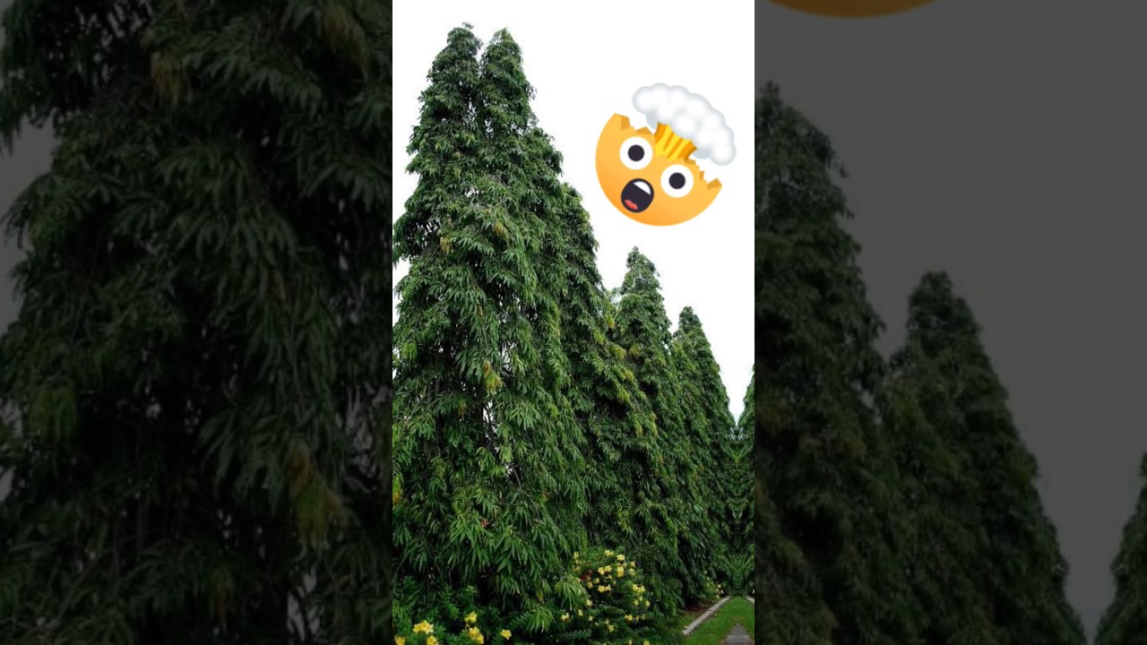 🌿✨ Explore False Ashoka: Moono longifolium's beauty! 🌳🌸 