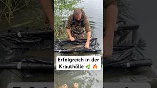 Erfolgreich in der Krauthölle 🌿 🔥! #fishing #karpfenangeln #carpfishing #karpfen #carp #carplife