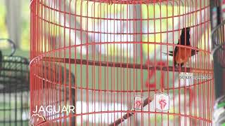 Download Lagu mb jaguar fix 7 MP3 Download Lagu mb jaguar fix 7 MP3