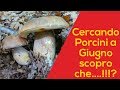 Cercando Porcini a Giugno scopro che!!?