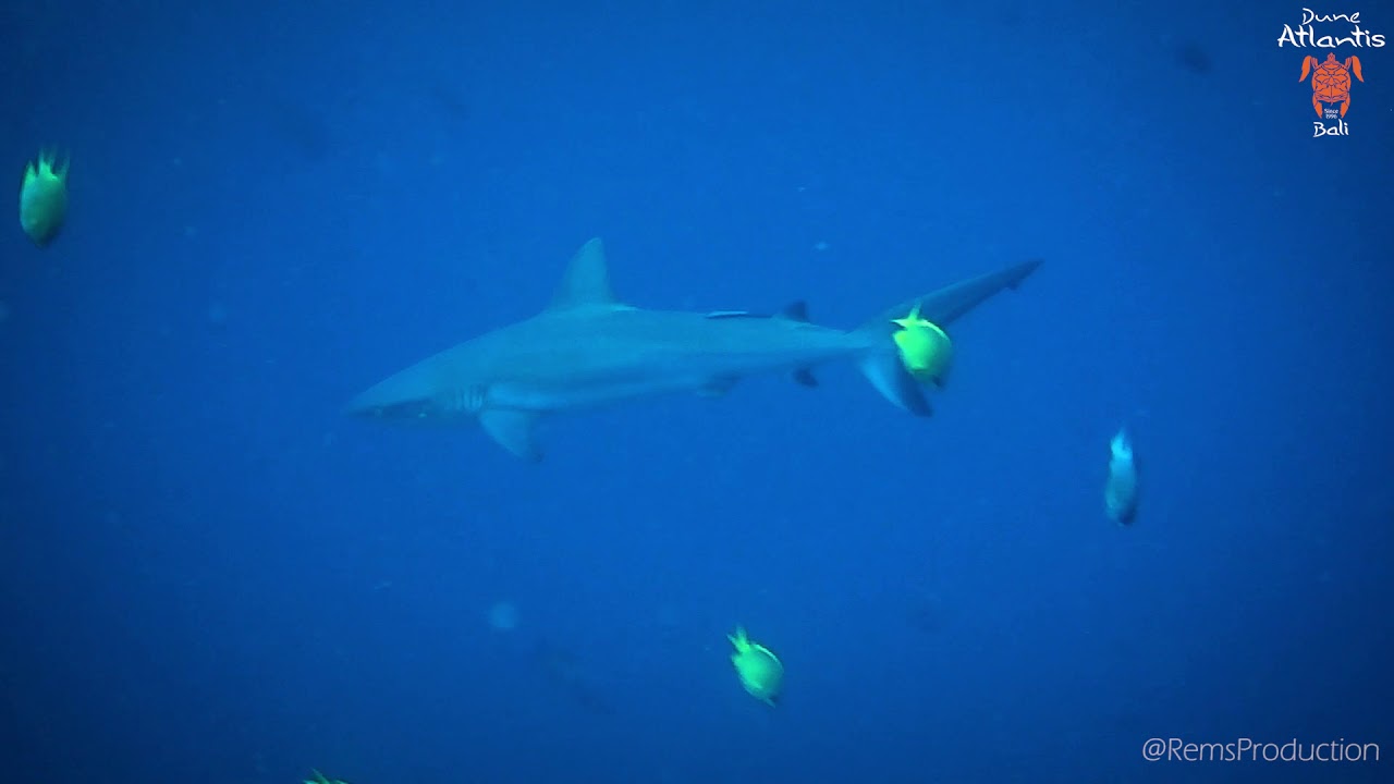 Dune Atlantis Bali Diving in Eel Garden, Menjangan - YouTube