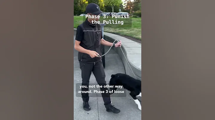 STOP LEASH PULLING in 15 minutes ⬇️🦮❌ - DayDayNews