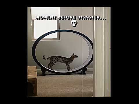 Zarzour 2 0 Fastest Cat Edit Keppsupporting Trendingvideo Cat Runner Edits Funny Zarzour 