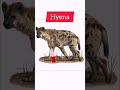 Hyena Hyène الضبع Arabic تعلم English Français Learnenglish France Tendance Trending
