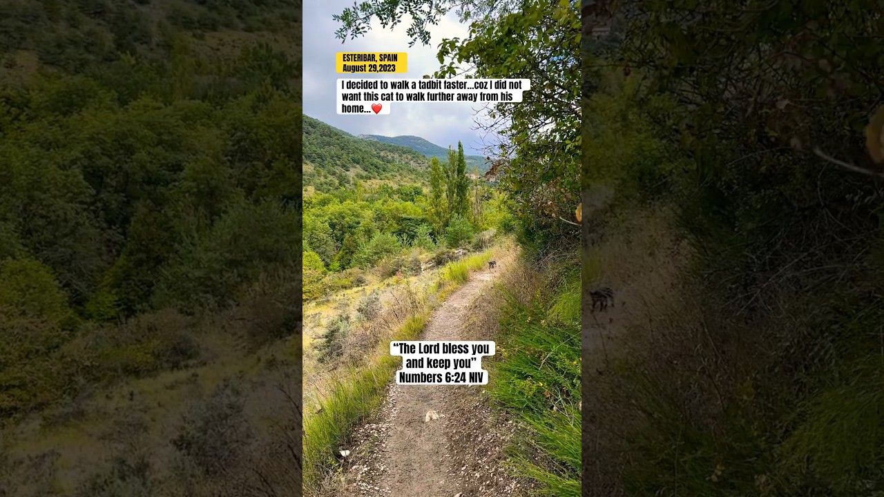 🟡 CAMINO FRANCES | Cat company!🥰 