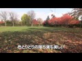 ２０１５年平岡樹芸センター の紅葉 の動画、YouTube動画。