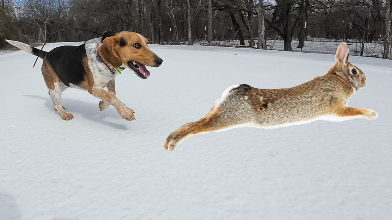 Rabbit Hunting With Beagles In Texas Snow Storm {The Reality Of Being A Hunting Youtuber}
