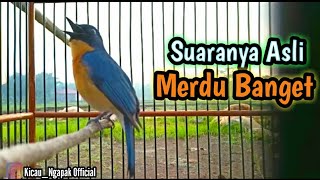 Kicauan  Merdu Burung Tledekan Di Pagi Hari Durasi Panjang dan Jernih