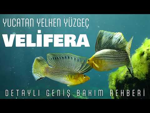 King of Livebearers: GIANT SAILFIN MOLLY Fish - Care, Introduction & Comprehensive Guide thumbnail