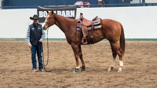 My OTTB’s FIRST Horse Expo Experience!